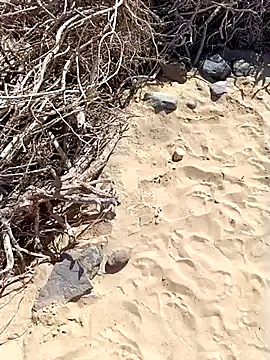 Snapshot of MountJohnXL chatting on February 20, 2025, 2:46 pm MountJohnXL online show from February 20, 2025, 2:46 pm