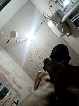 Gusttavotesudoxxvvc online show from September 22, 2025, 4:29 am