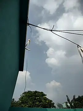 Odiya dick01 online show from October 24, 2025, 8:57 am