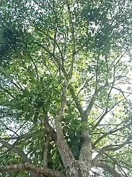 Snapshot of Bottz777 chatting on November 12, 2025, 11:03 am Bottz777 online show from November 12, 2025, 11:03 am