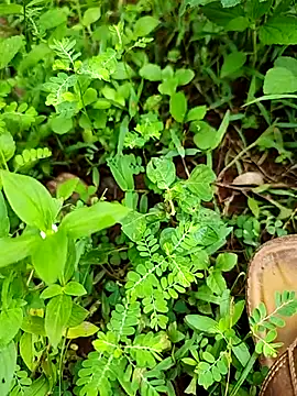 telugumodda4396 online show from September 21, 2025, 7:02 am