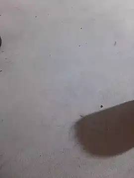 JuDilva8451 online show from November 21, 2025, 11:59 pm