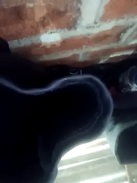 Rajni chauhan online show from November 1, 2025, 4:45 pm