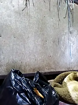 Hot cauple indian online show from February 17, 2026, 8:06 pm