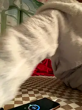 Yes-Baby-A online show from January 6, 2026, 9:08 pm