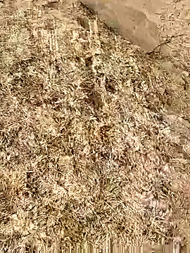 Meow buggie online show from January 13, 2026, 10:41 am