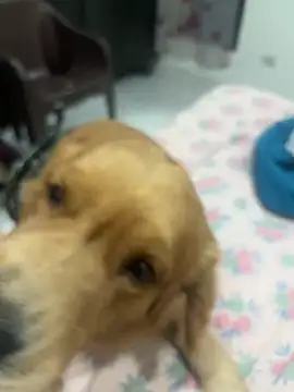 Snapshot of KabirDickhead chatting on November 28, 2025, 3:39 am KabirDickhead online show from November 28, 2025, 3:39 am