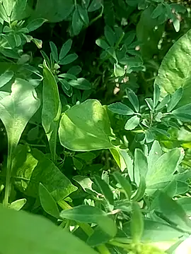 Sunenabhabh online show from March 4, 2026, 8:11 am