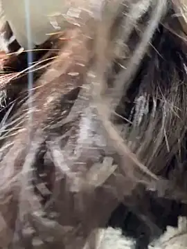 Seven-017 online show from December 16, 2025, 5:00 am