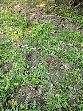 88zaifkhan88 online show from March 2, 2026, 11:06 am