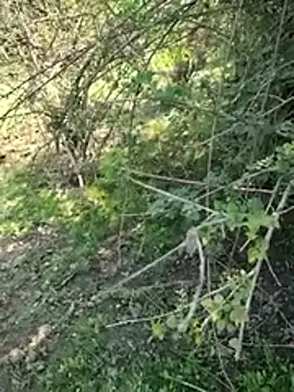 88zaifkhan88 online show from March 2, 2026, 4:46 am