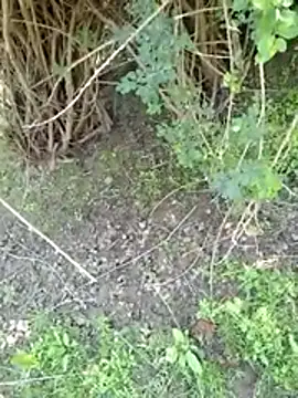 88zaifkhan88 online show from March 2, 2026, 5:08 am