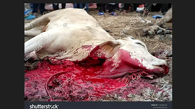 Clima muse online show from April 12, 2026, 1:42 am