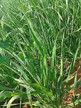 Snapshot of Kirti_sexy chatting on January 15, 2026, 9:23 am Kirti sexy online show from January 15, 2026, 9:23 am