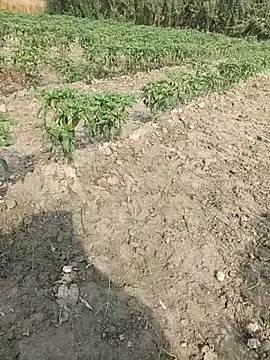 Shivanisingh4 online show from March 29, 2026, 3:19 am