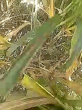 Snapshot of Cute_Boy_4 chatting on March 1, 2026, 5:18 am Cute Boy 4 online show from March 1, 2026, 5:18 am