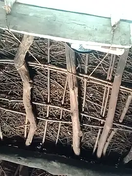 Snapshot of Manu_mehta chatting on May 22, 2026, 6:11 am Manu mehta online show from May 22, 2026, 6:11 am
