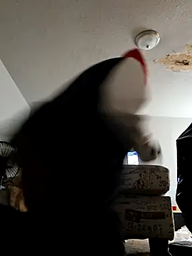 stressrliver88 online show from February 24, 2026, 2:51 pm