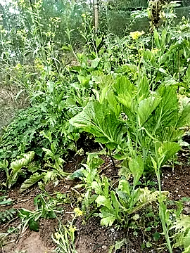 ngocbao11 online show from February 26, 2026, 1:05 am