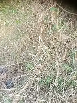 Ambala1 online show from April 12, 2026, 6:38 am