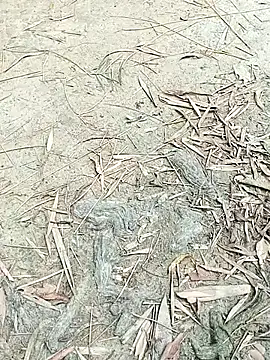 Snapshot of EdenJuniper chatting on May 6, 2026, 5:00 am EdenJuniper online show from May 6, 2026, 5:00 am