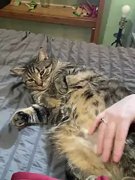 Snapshot of jaseyrae chatting on March 13, 2025, 8:54 pm jaseyrae online show from March 13, 2025, 8:54 pm