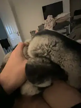 Furdale online show from January 24, 2025, 2:41 pm