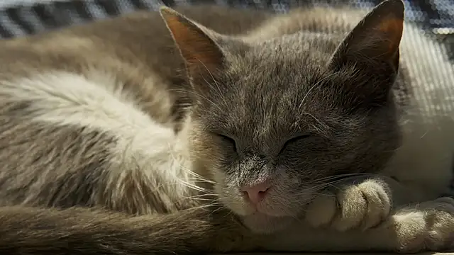 tattooed test online show from March 4, 2025, 2:42 pm