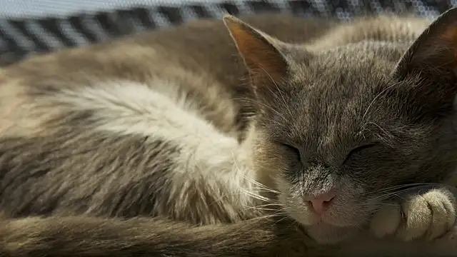 tattooed test online show from October 9, 2025, 3:56 pm