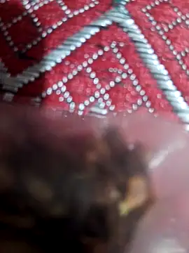 Snapshot of XBHUUME chatting on February 1, 2025, 10:59 am XBHUUME online show from February 1, 2025, 10:59 am