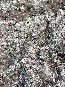 Gopal1243 online show from February 11, 2025, 3:50 am