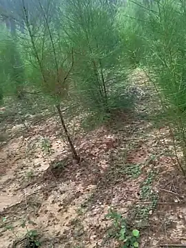 Gopal1243 online show from November 24, 2025, 2:11 am