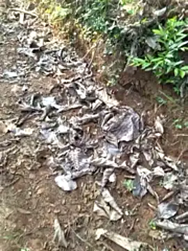 Gopal1243 online show from April 12, 2026, 2:26 am