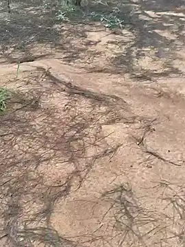 Gopal1243 online show from October 9, 2025, 2:01 am